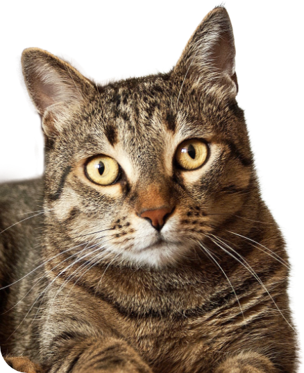 Gatos castrados