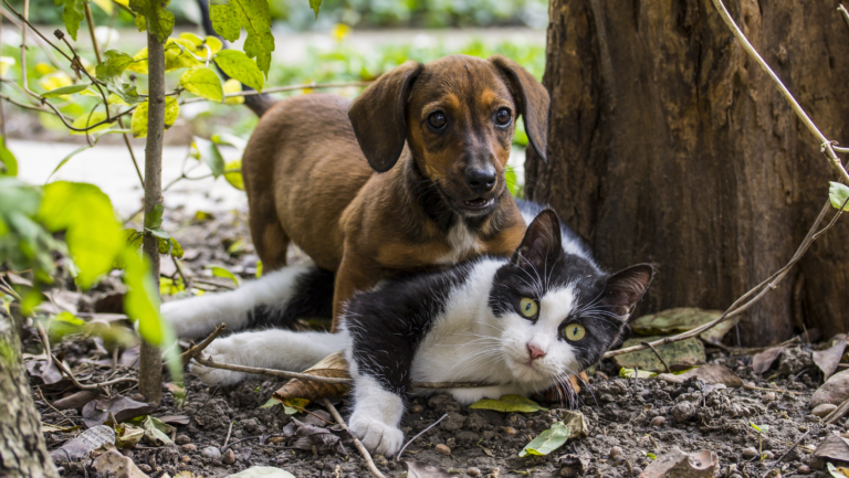 Cão e gato